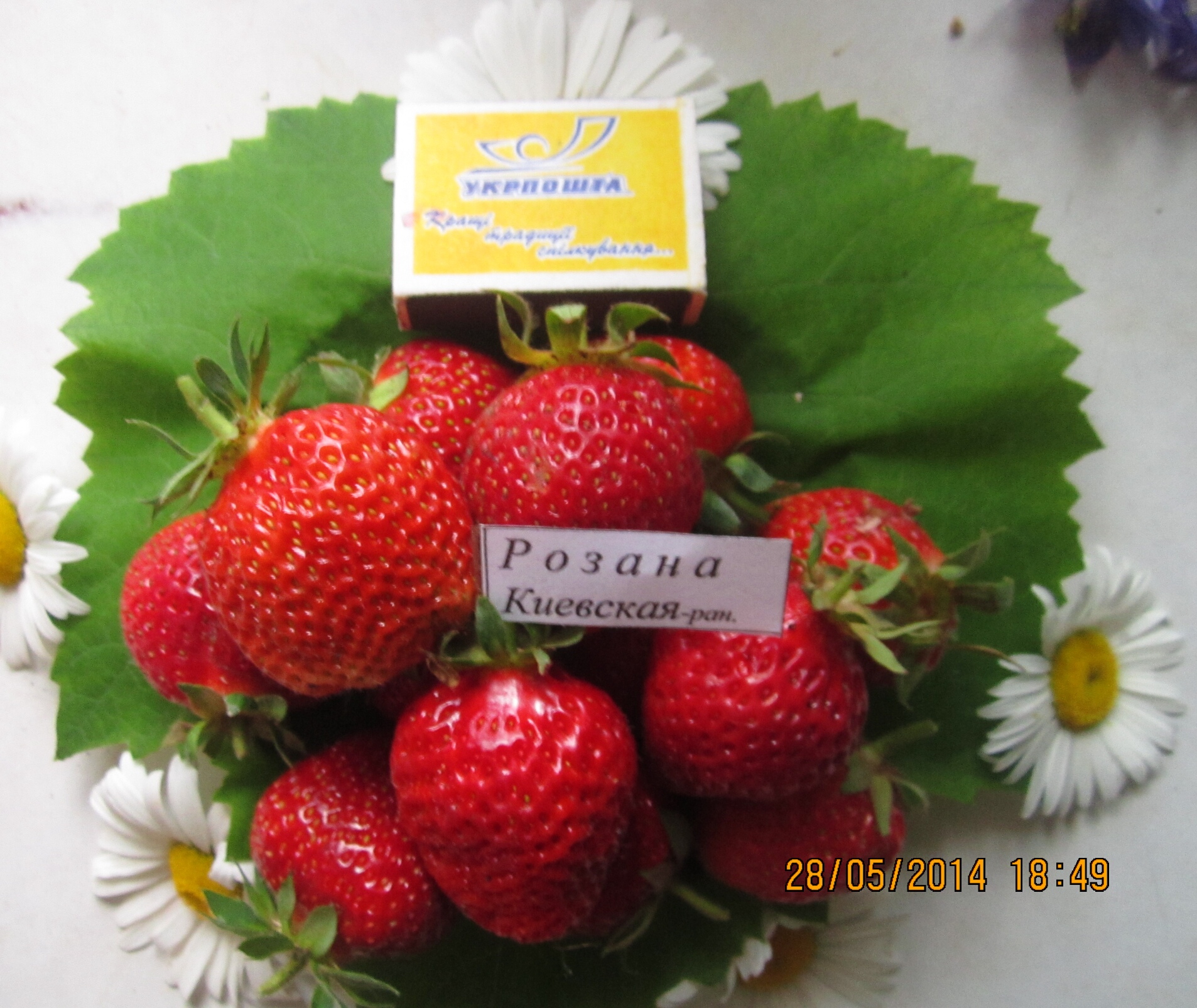 Клубника (среднеранние сорта), 1 саж.